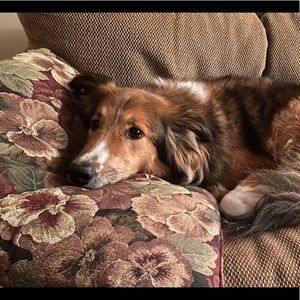 Meet your Posher, Sam